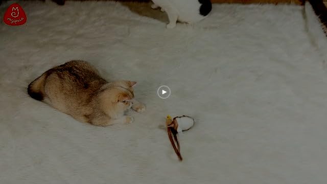 Migipaws Interactive MigiMouse Cat Toy 360° Rolling & Spin with Mesh Plastic Tail for Indoor Cats Smart Motion Sensor, Realistic Squeak, Rechargeable Plush Kitten Toy(Grey) - New